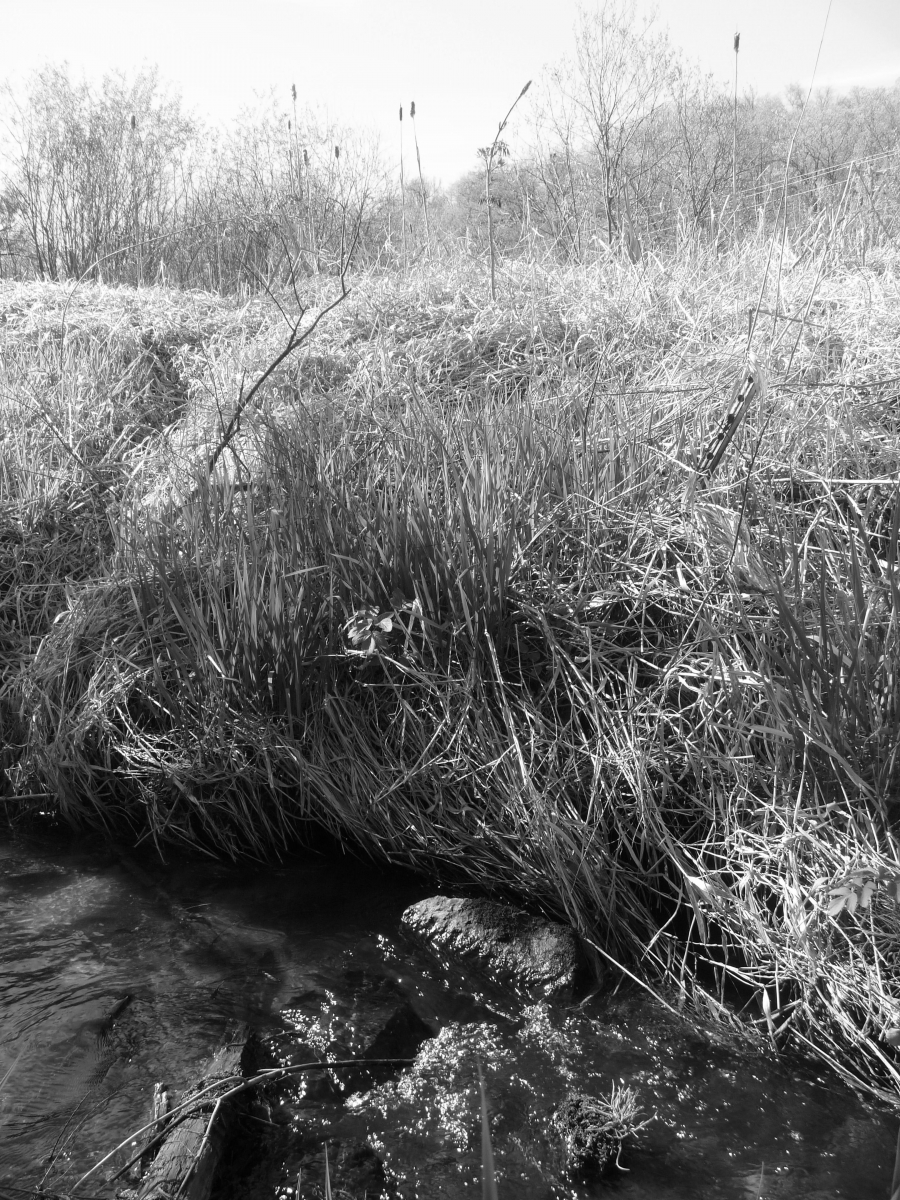 Stream Summer 